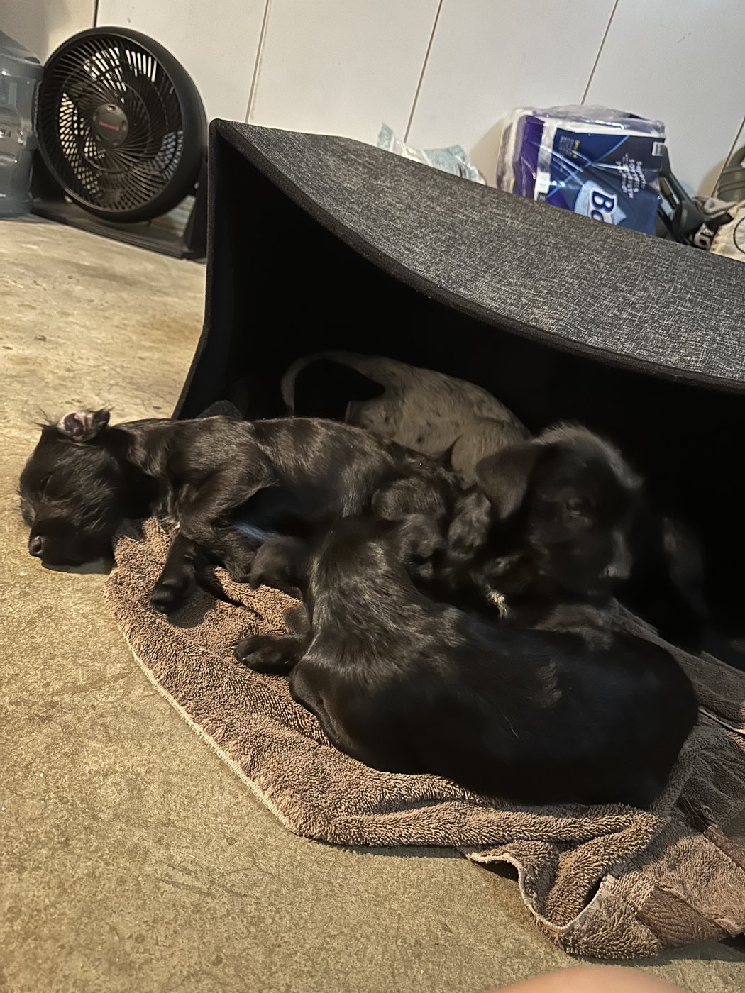 A group of young black puppies — Stuart and his brothers — cuddled together after being found