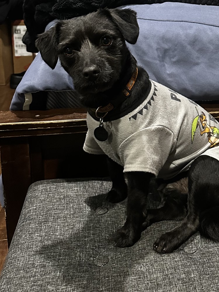 Cash, a black dog with soft floppy ears, in a grey shirt