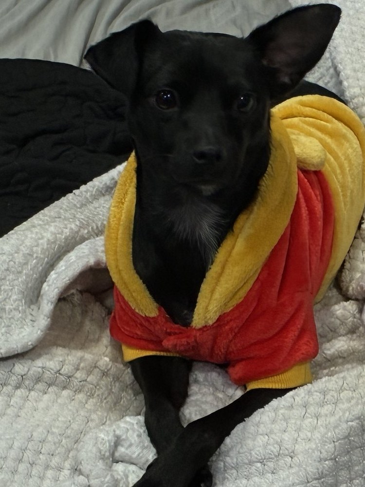 Stuart, a small black Chihuahua with distinctive ears, in a red and yellow hoodie
