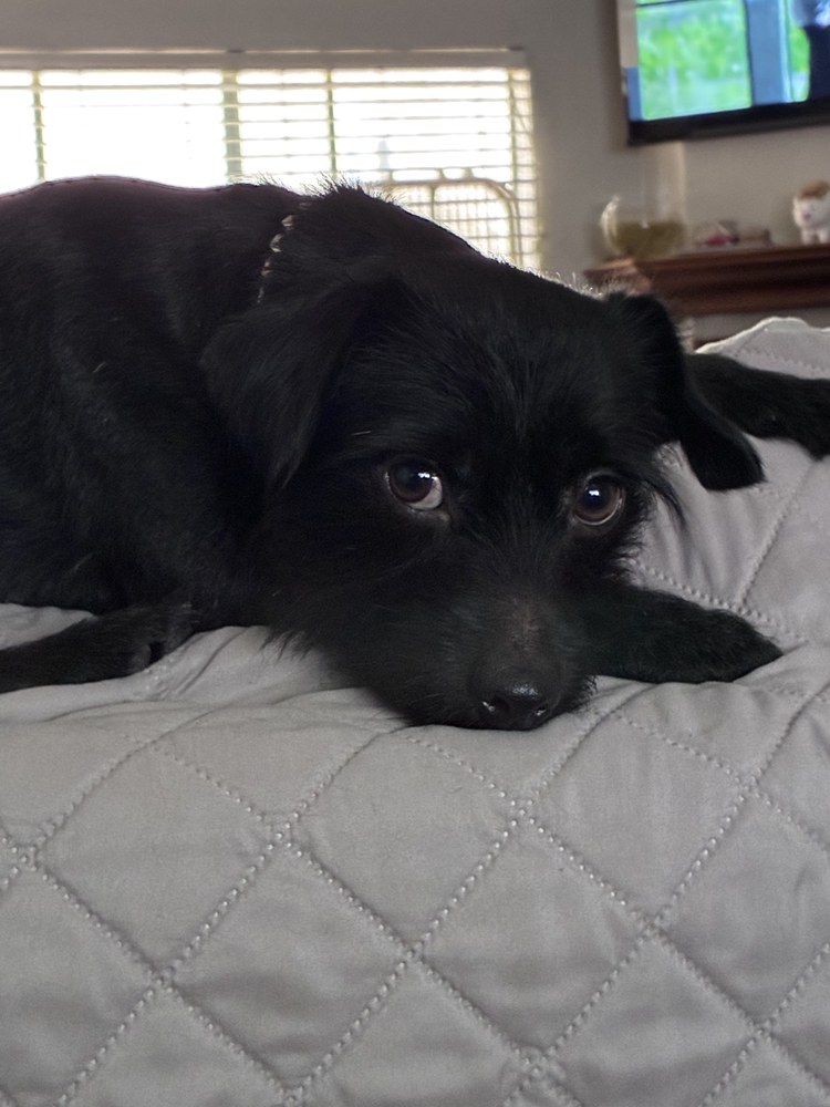 Wheelie, a scruffy black brother, resting and looking at the camera
