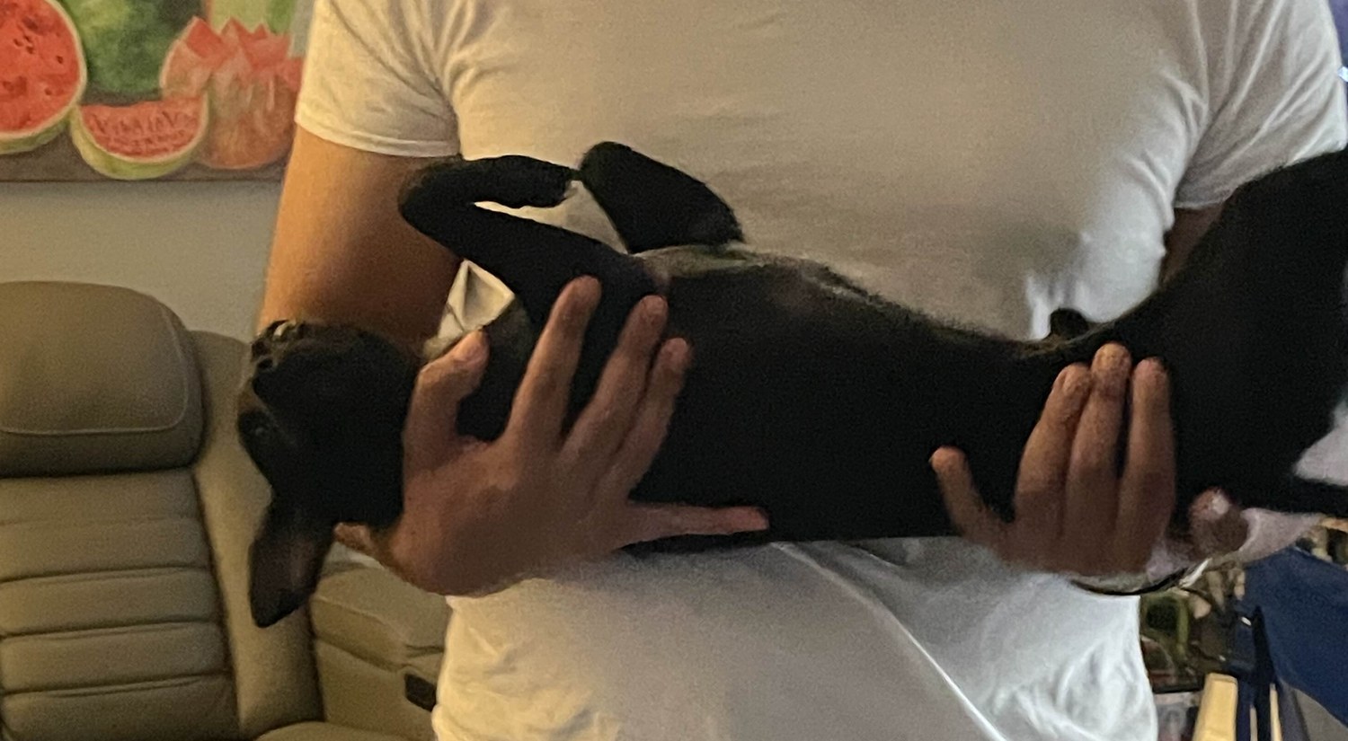 Andy cradling Stuart, a small black Chihuahua, on his back like a relaxed baby
