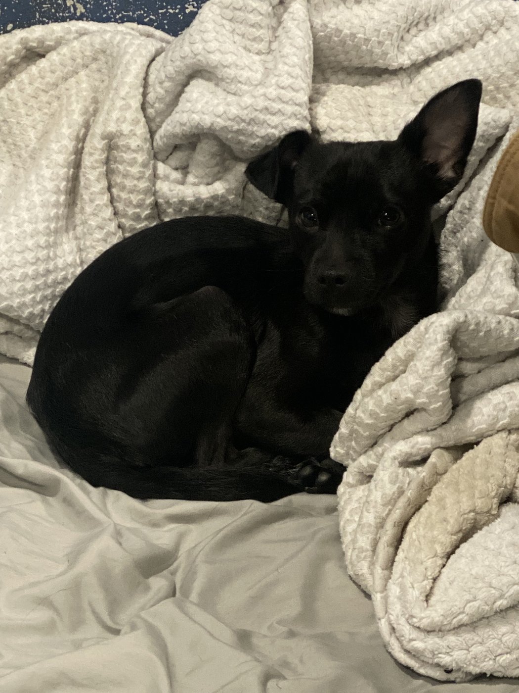 Stuart, a small black Chihuahua, curled up and relaxed on a soft blanket