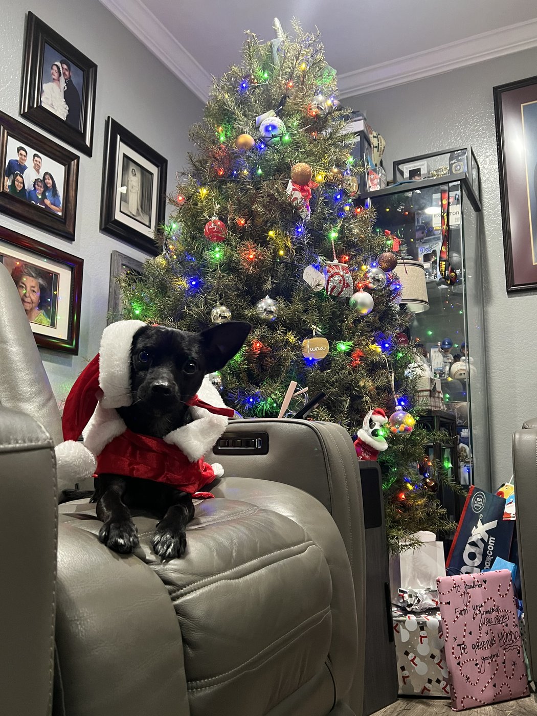 Stuart, a small black Chihuahua, in a Santa outfit beside the Christmas tree