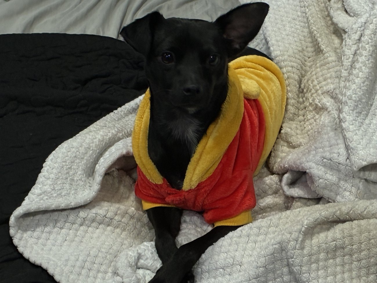 Stuart, a small black Chihuahua, wearing a red and yellow hoodie