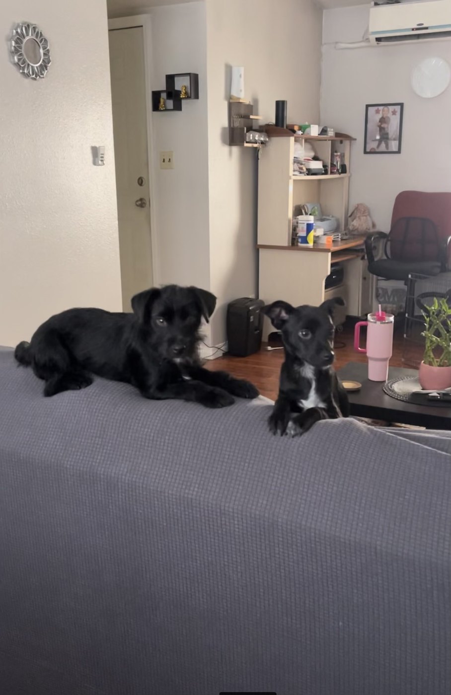 Wheelie and Stuart, two of the black brothers, hanging out on the couch