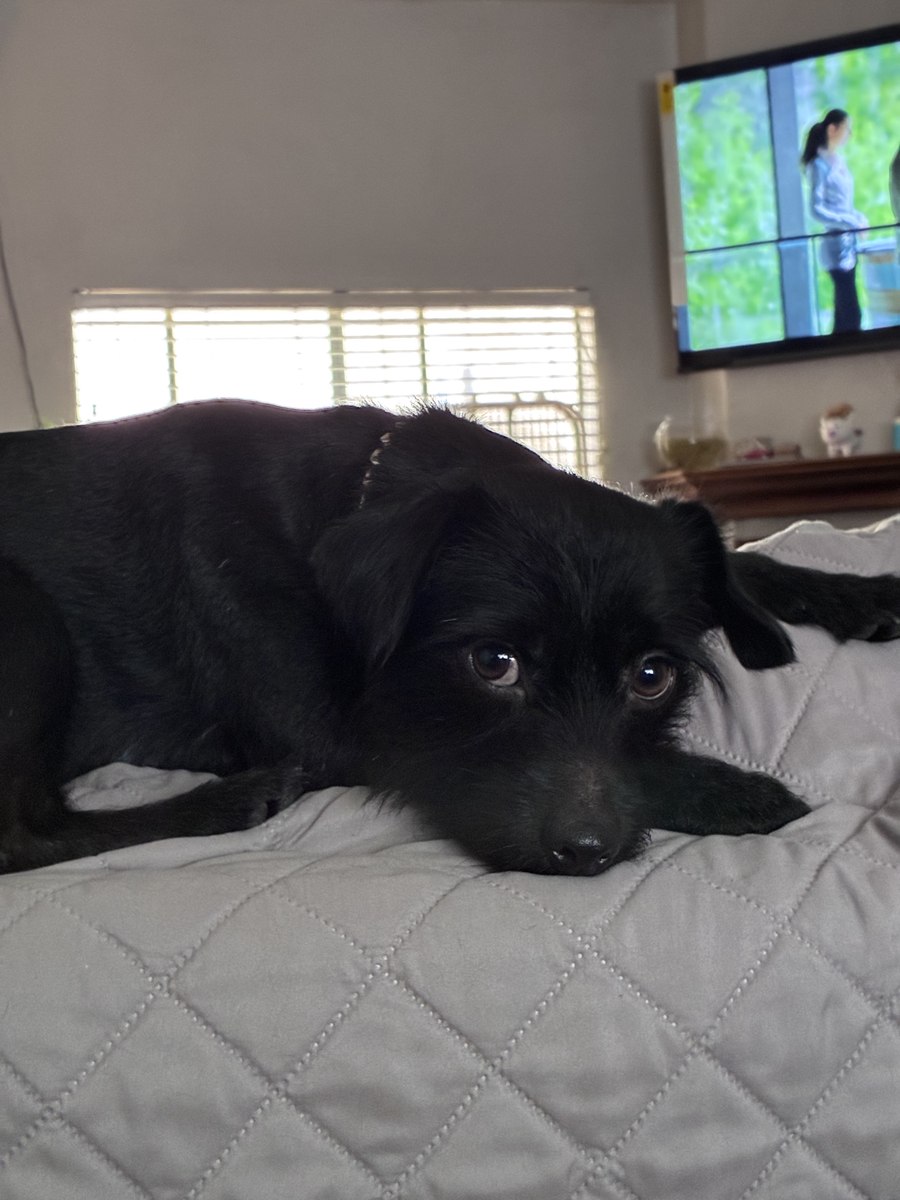 Wheelie, a scruffy black dog, relaxing on the bed